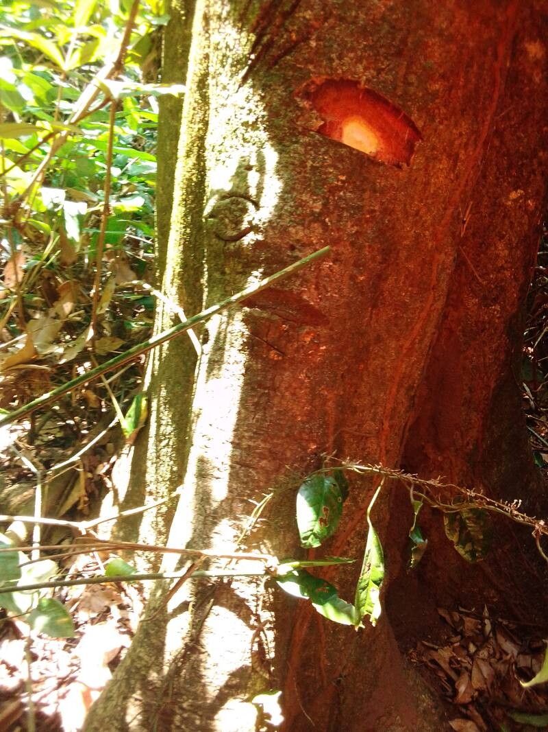 Ricinodendron heudelotii bark