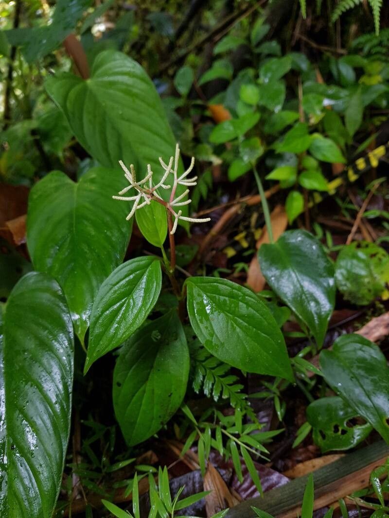 Peperomia poasana — houseplant care guide