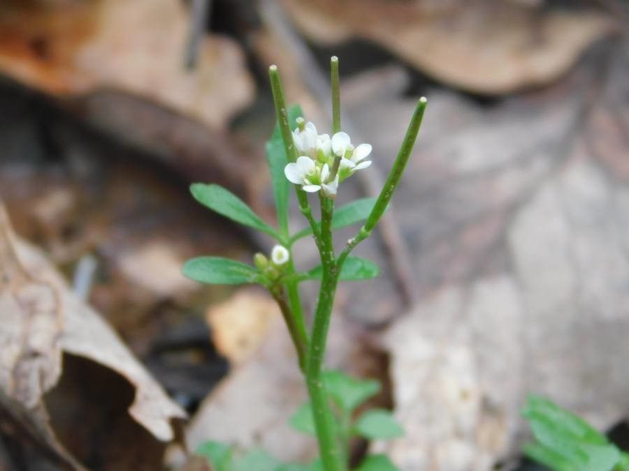 Cardamine oligosperma flower