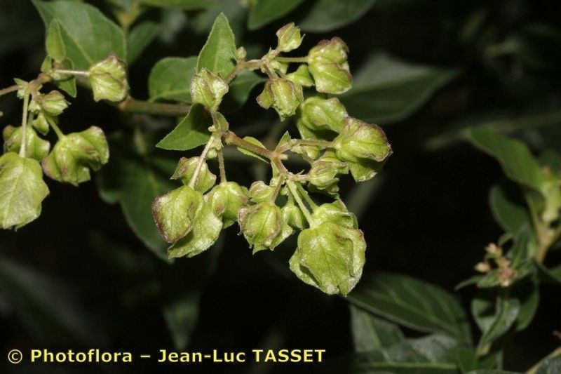 Oxybaphus nyctagineus flower