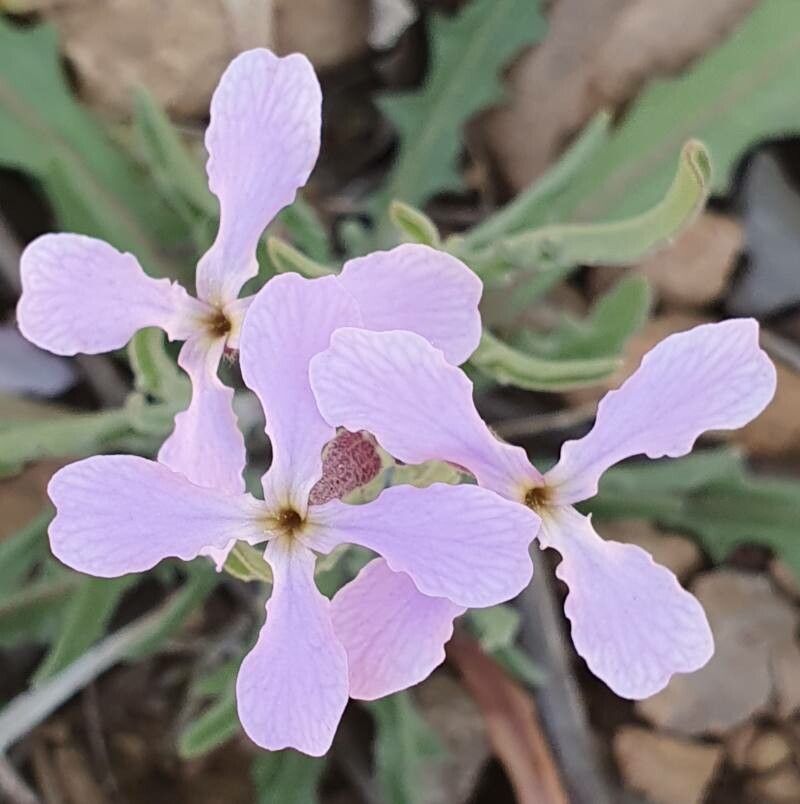 Matthiola lunata flower