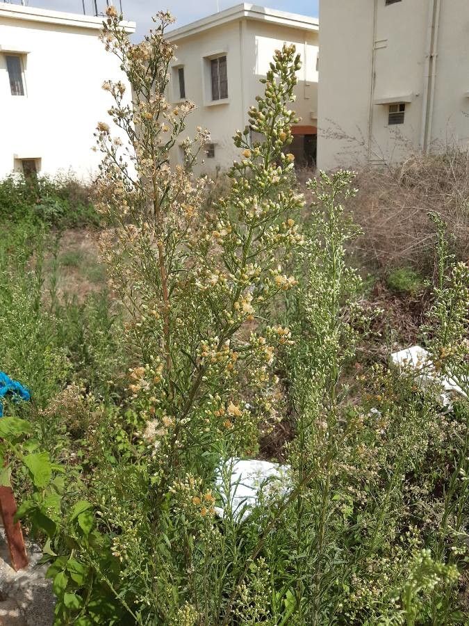 Erigeron blakei flower