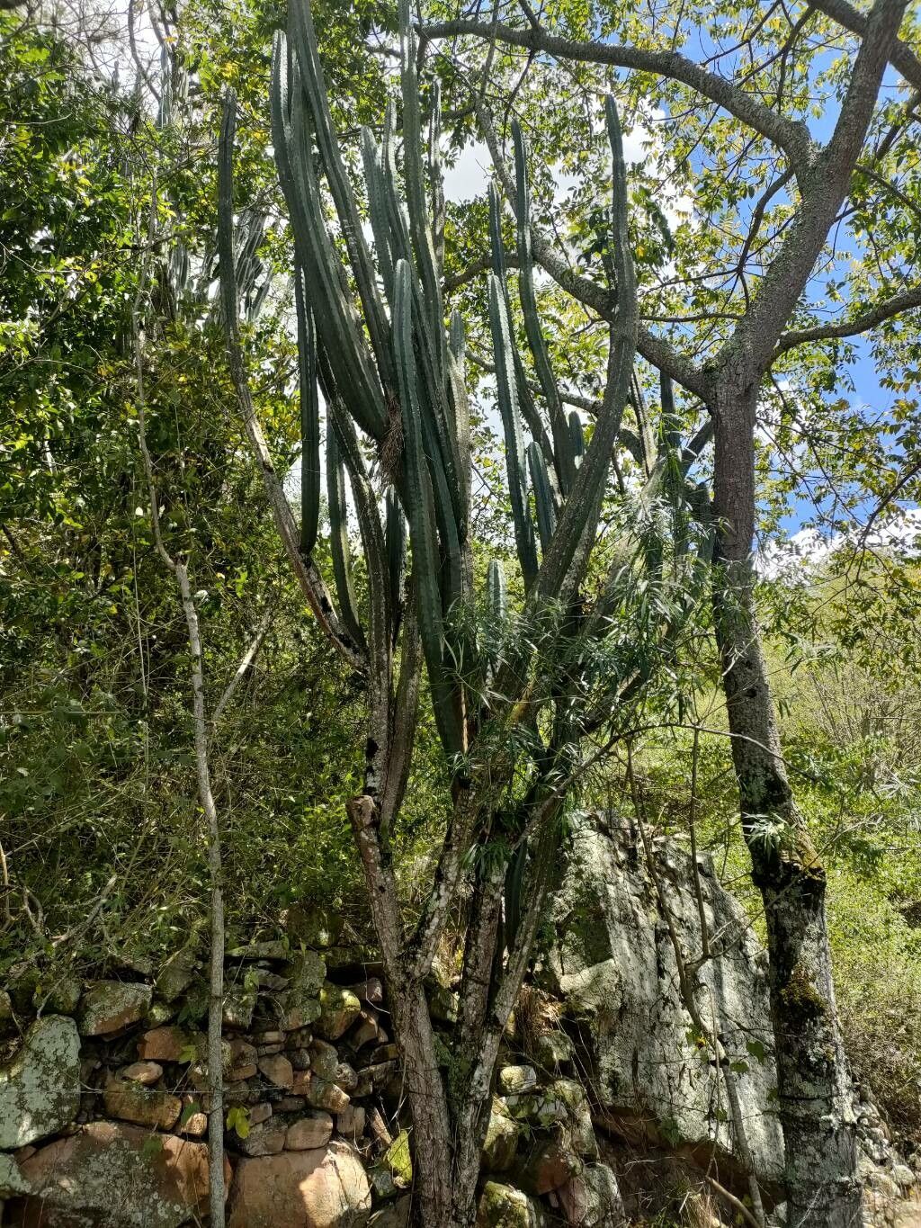 Stenocereus griseus habit