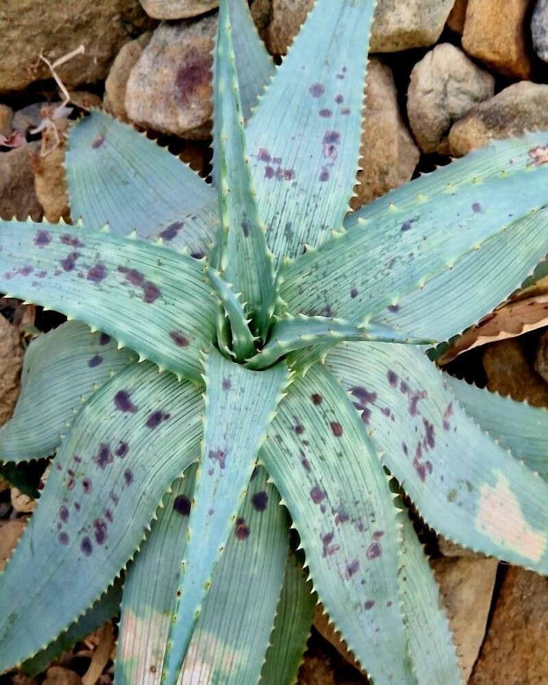Aloe hereroensis — houseplant care guide