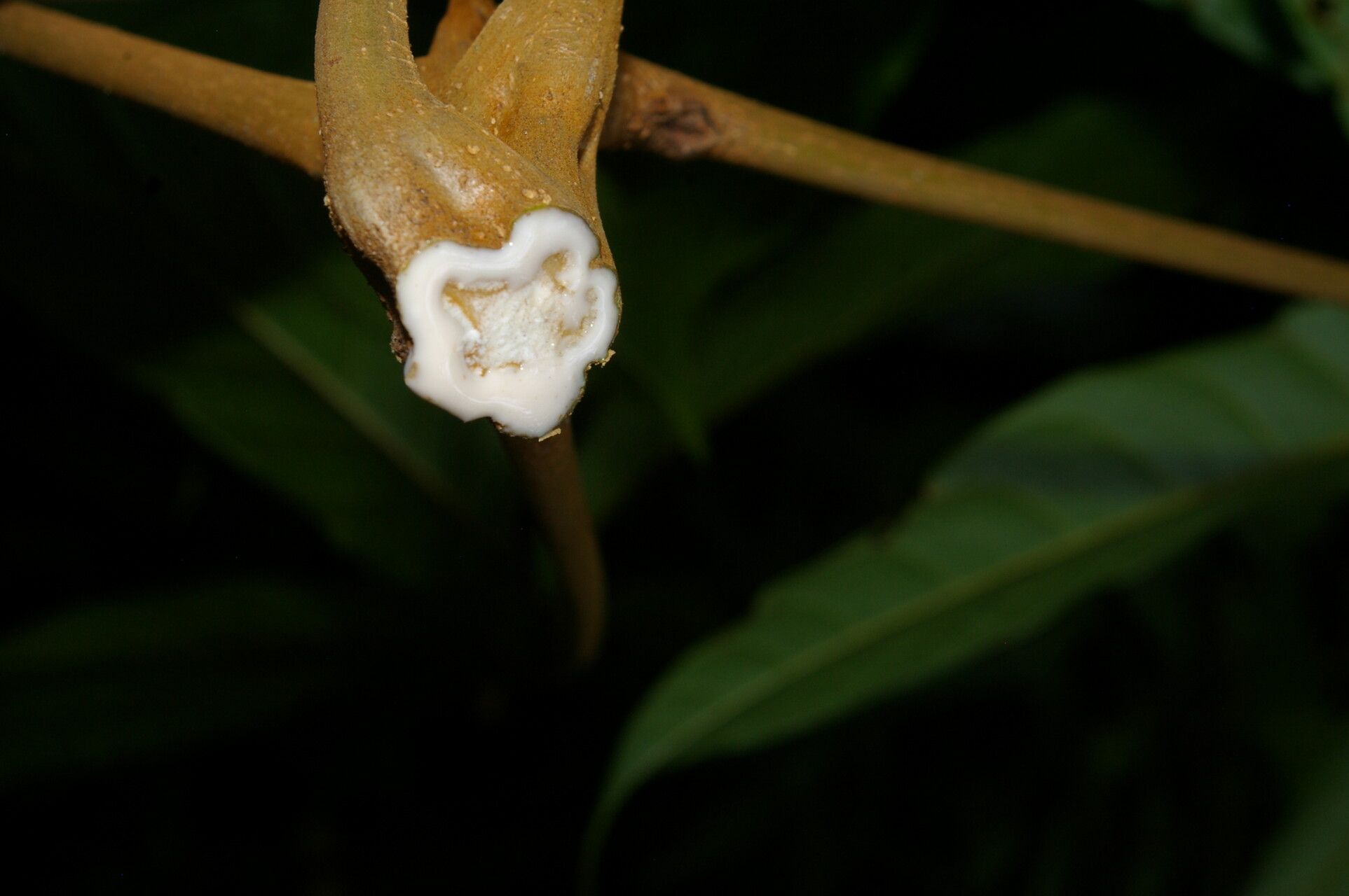 Protium pecuniosum flower
