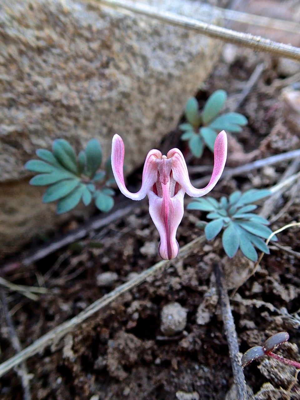 Dicentra uniflora flower