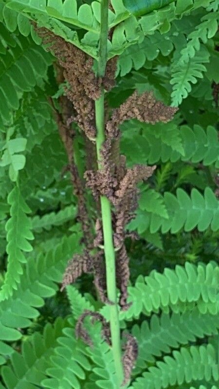 Osmunda claytoniana flower