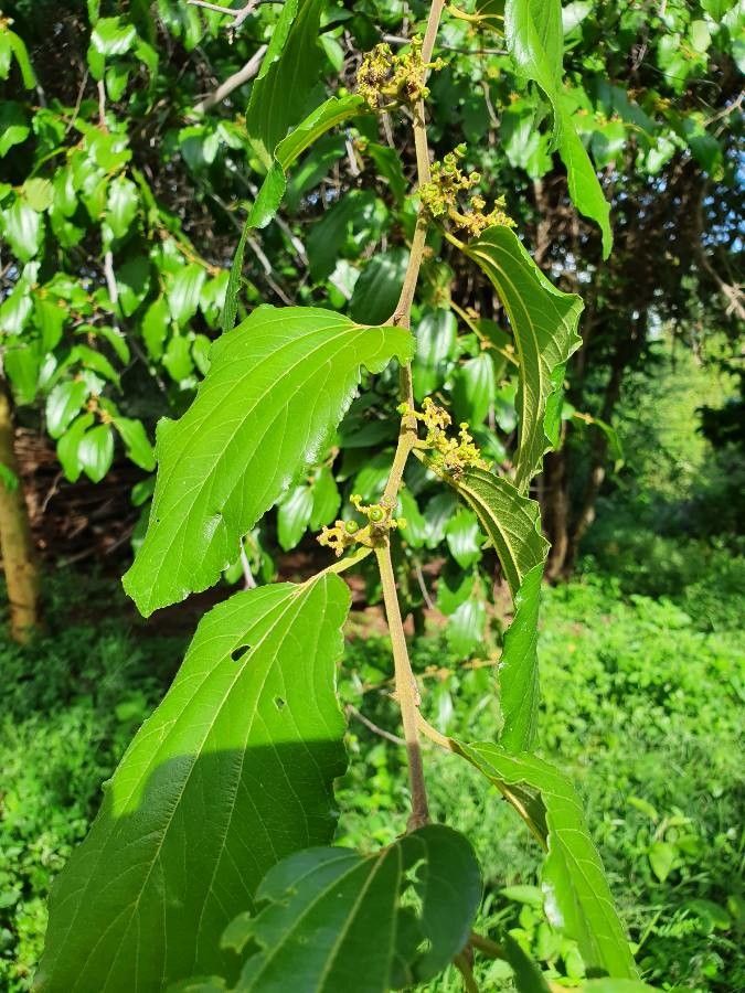 Ziziphus mucronata fruit