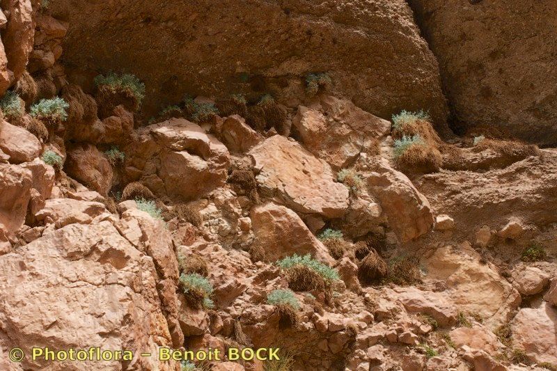 Centranthus battandieri — related species from the same genus