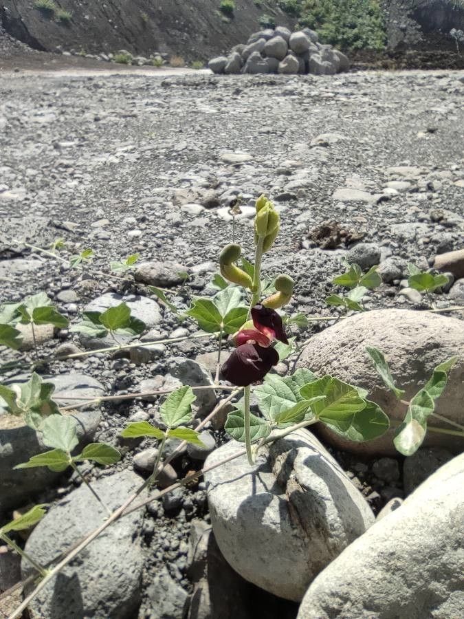 Macroptilium atropurpureum flower