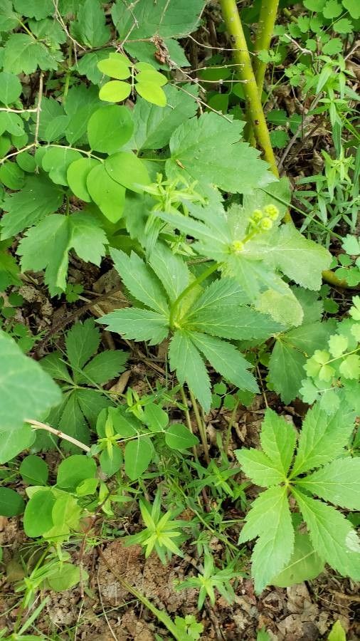 Sanicula marilandica — search result for 'Sanicula'