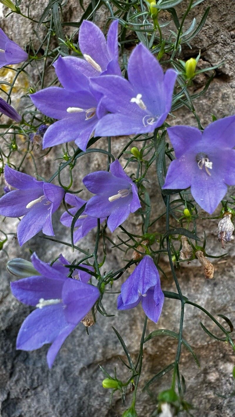 Campanula crassipes flower