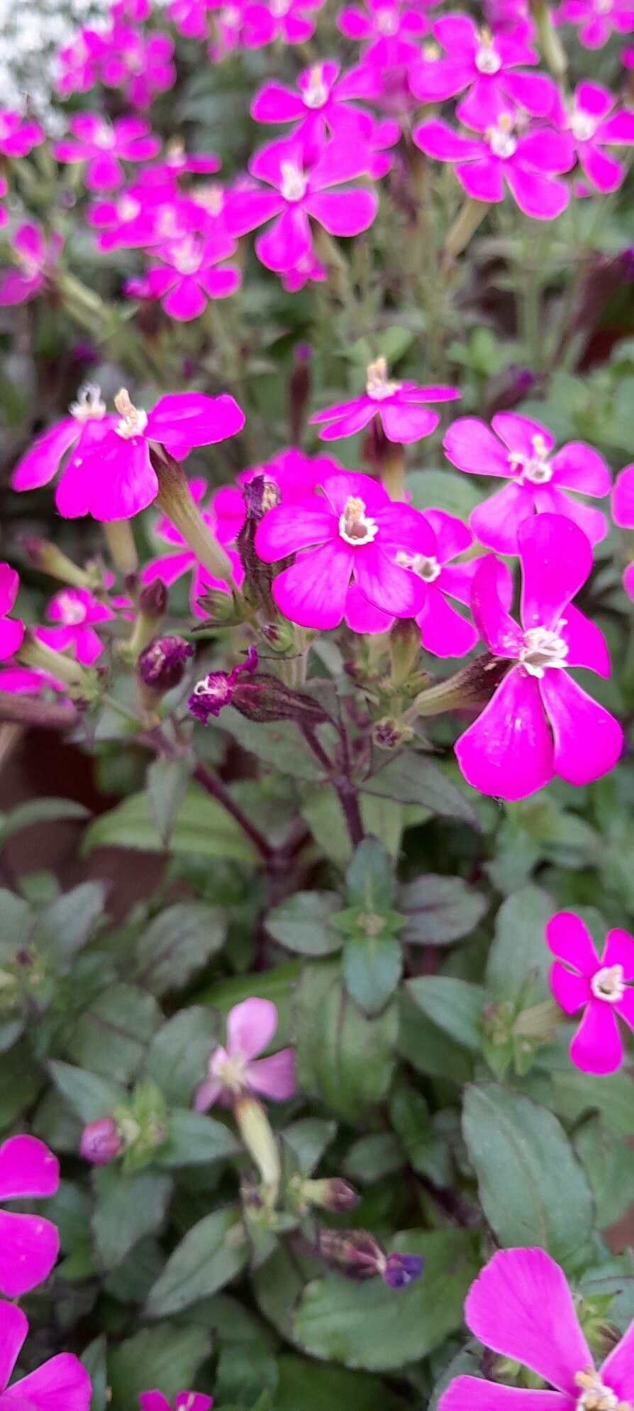 Silene pseudoatocion flower
