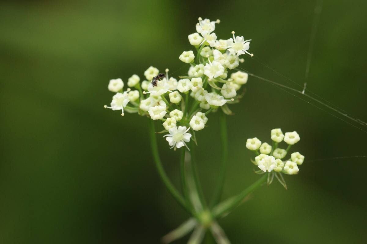 Sium ninsi flower