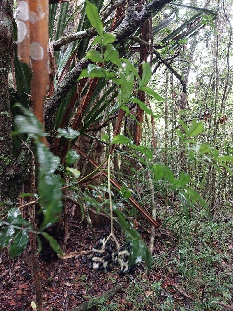 Polyscias pentamera habit