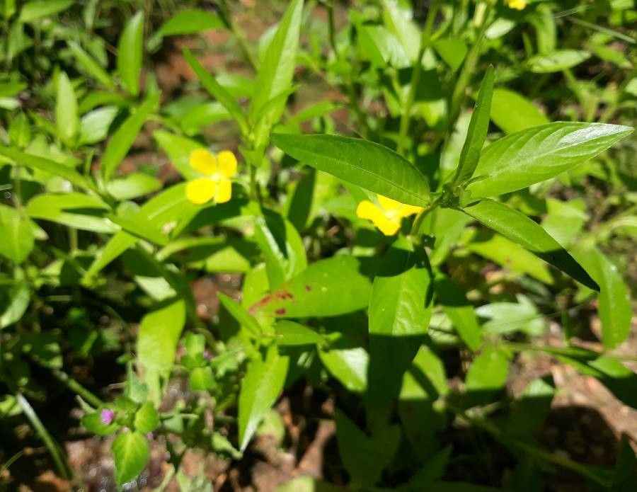 Ludwigia octovalvis