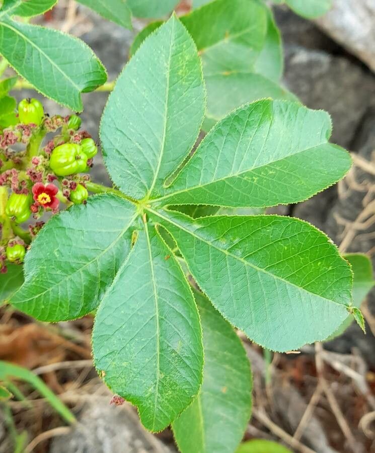 Jatropha excisa — houseplant care guide