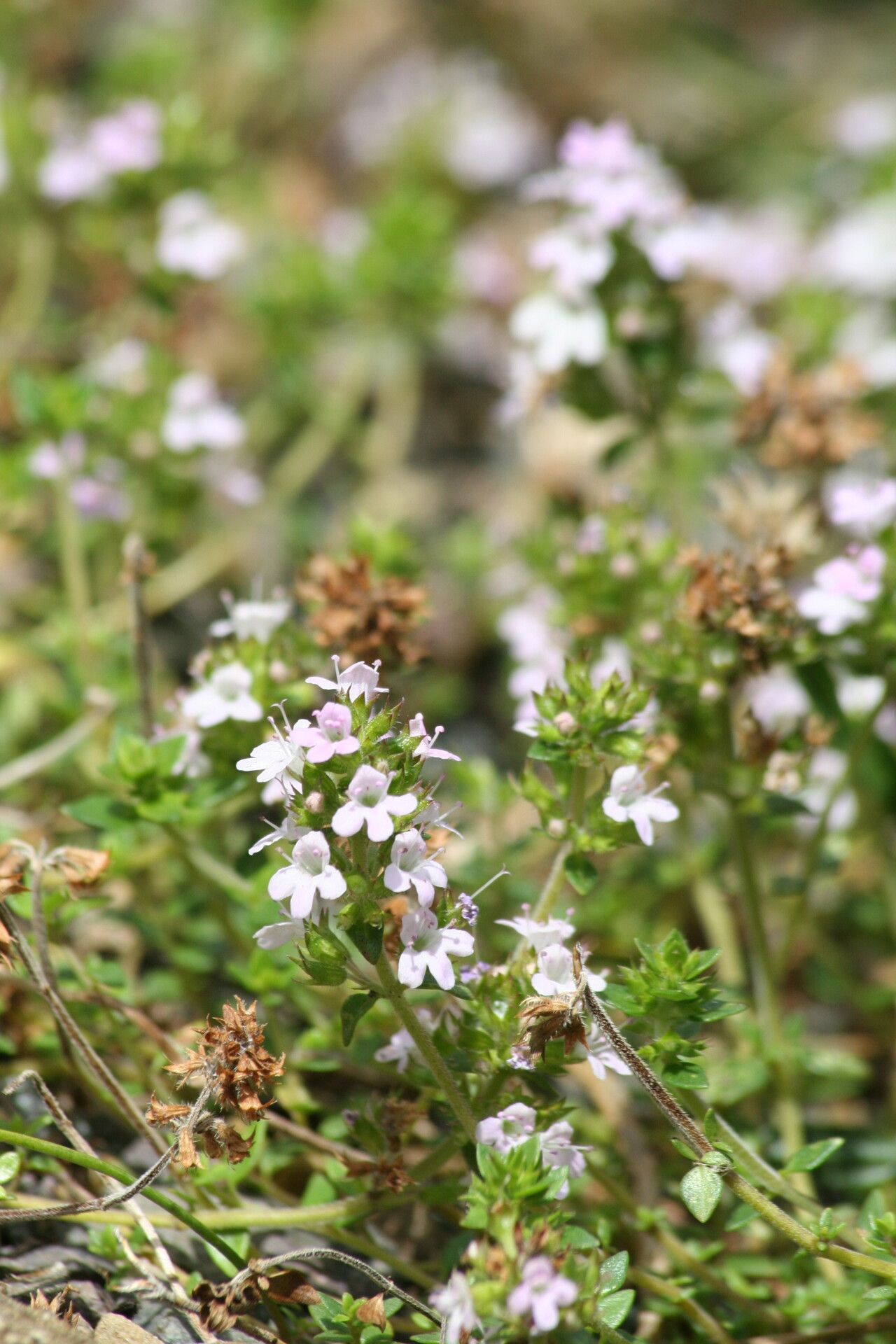 Thymus richardii flower