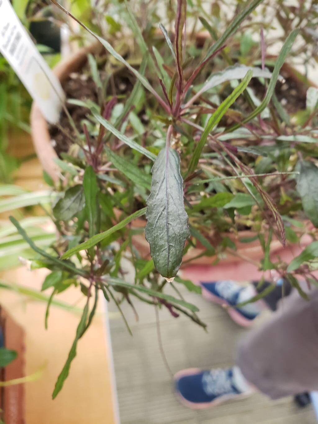 Strobilanthes sinuata — search result for 'Hemigraphis'