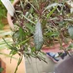 Strobilanthes sinuata