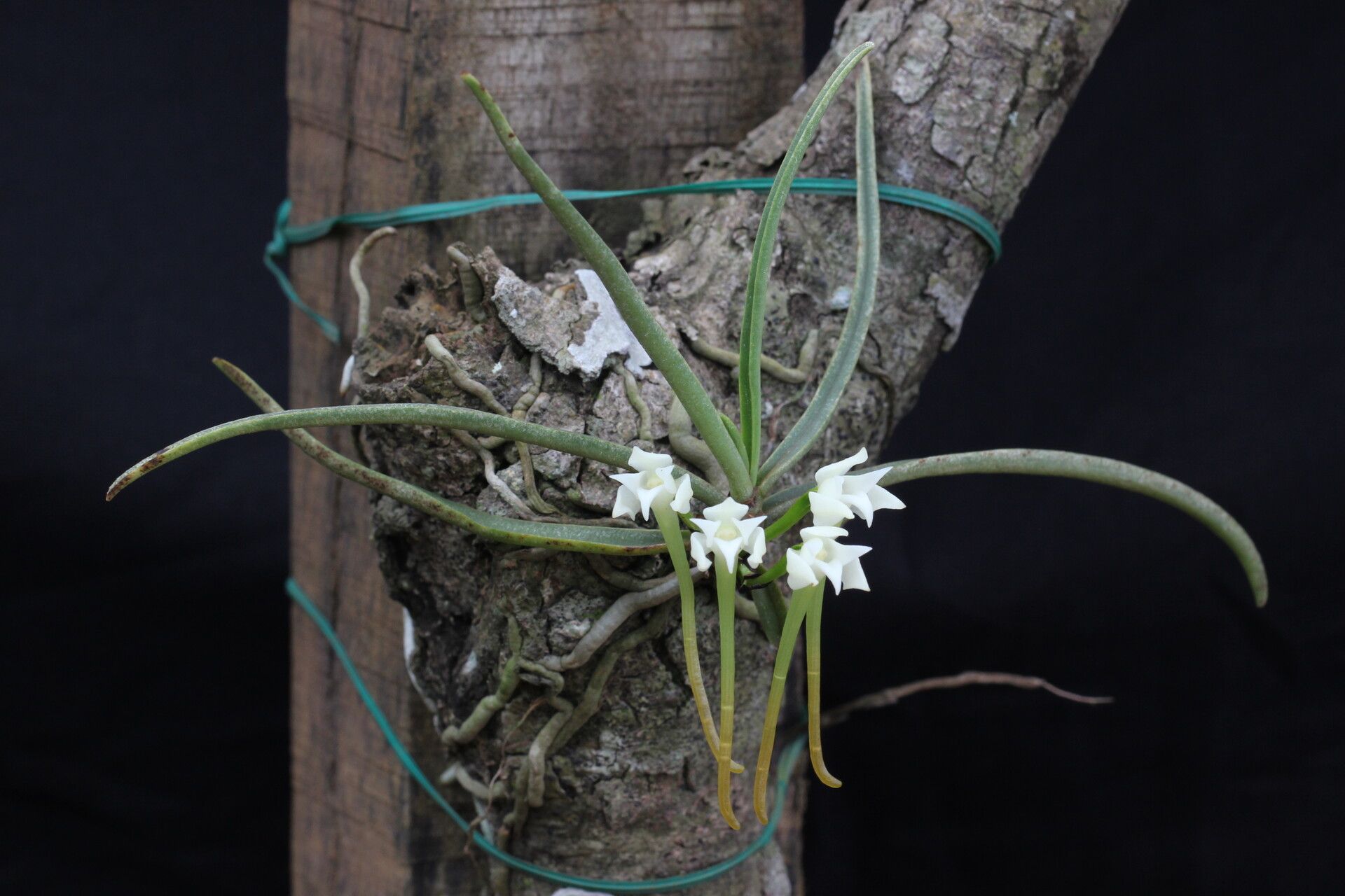 Cyrtorchis henriquesiana habit