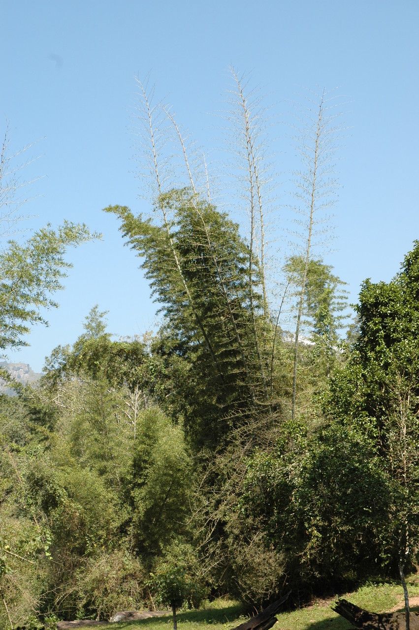 Dendrocalamus strictus habit