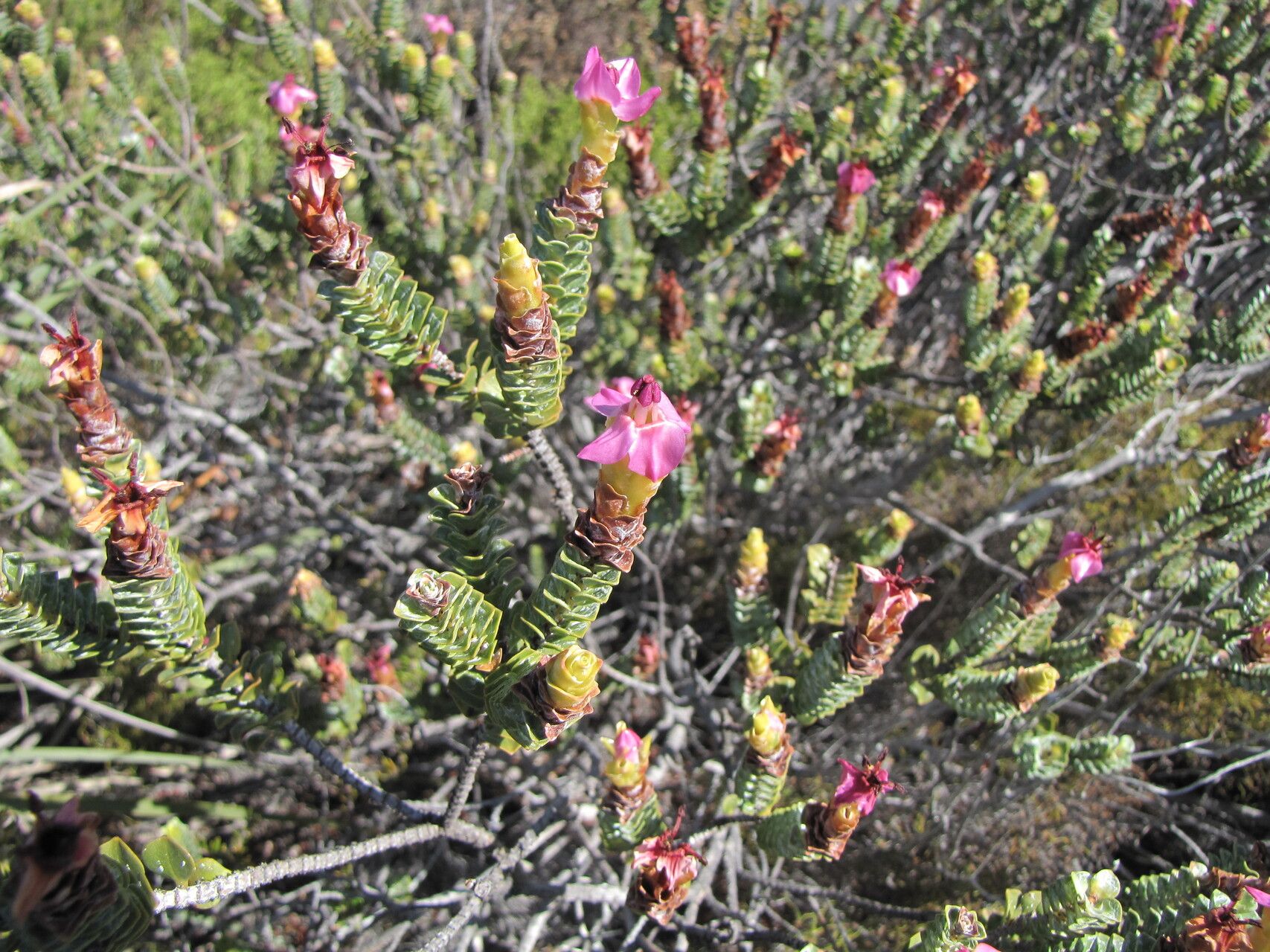 Penaea sarcocolla leaf