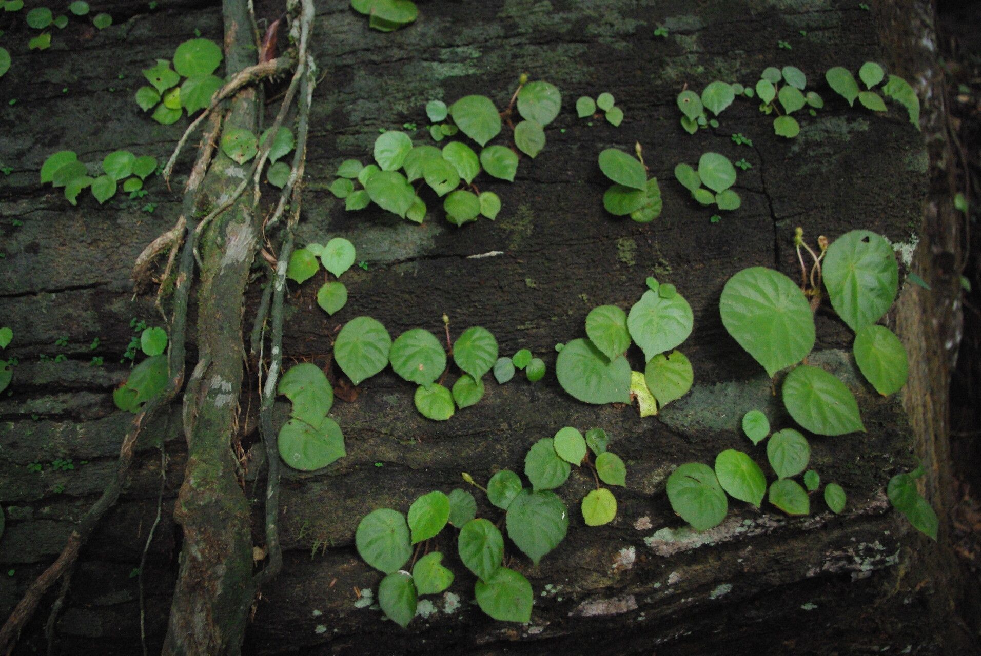 Begonia letouzeyi habit
