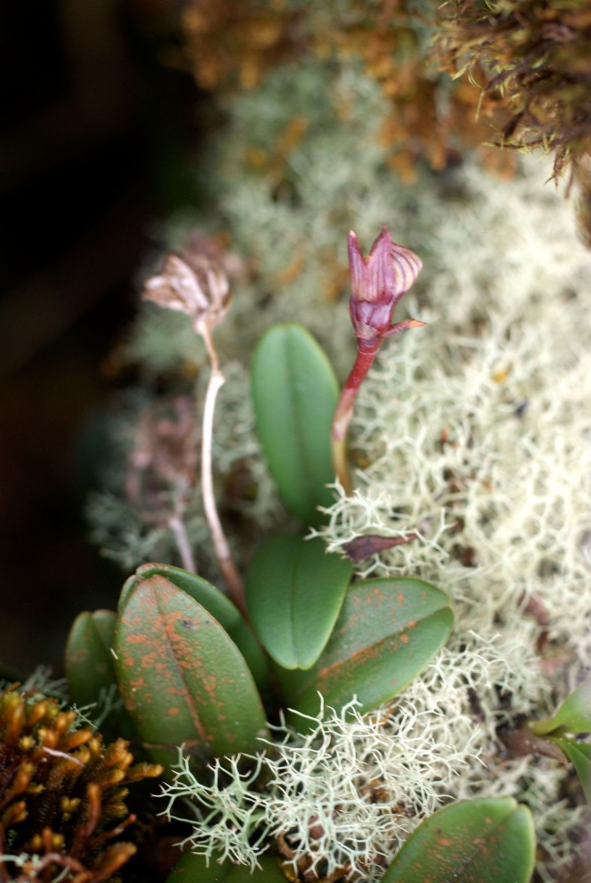 Bulbophyllum macrocarpum — houseplant care guide