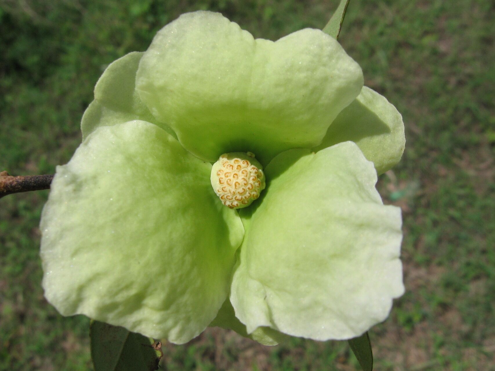 Uvaria kirkii — houseplant care guide