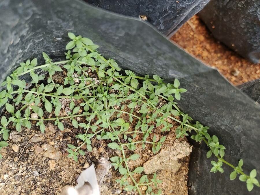 Dentella repens leaf