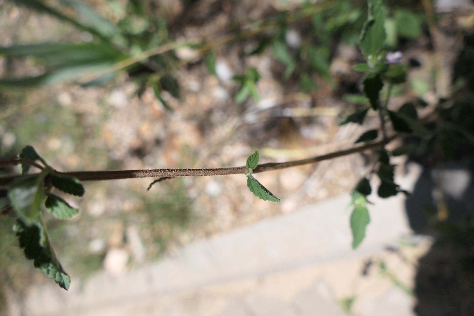 Lantana angolensis bark