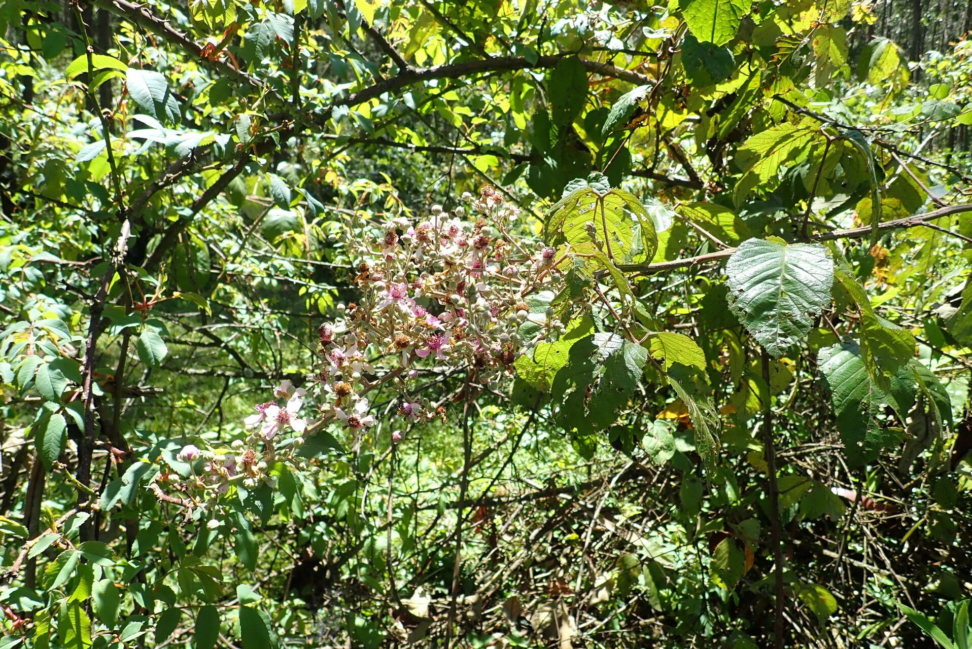 Rubus steudneri flower