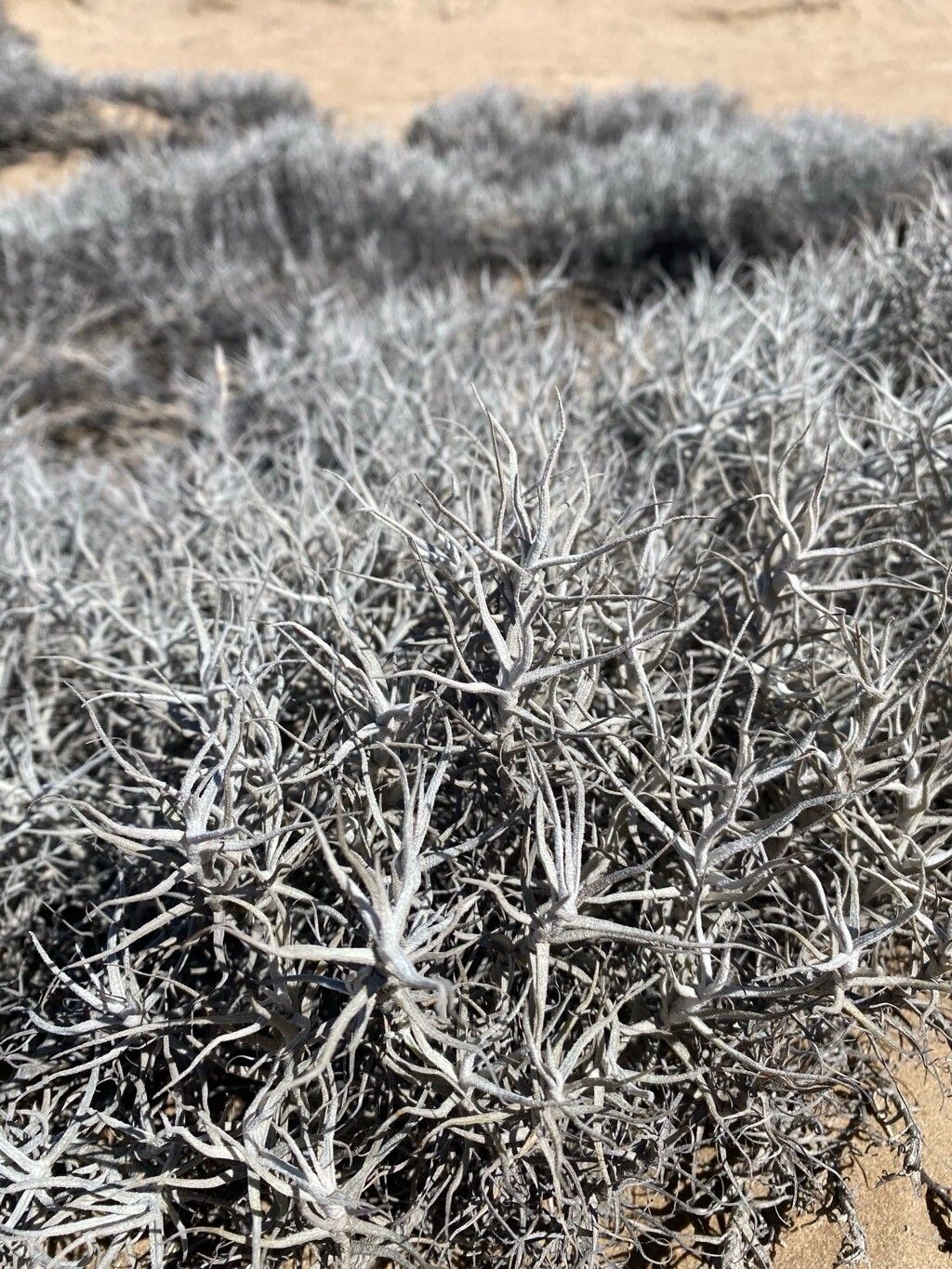 Tillandsia landbeckii bark