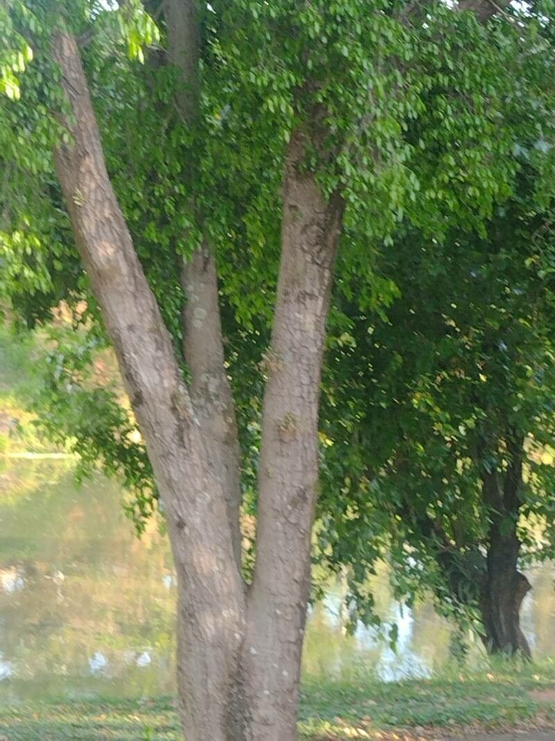 Jacaranda brasiliana bark