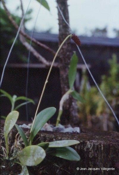 Bulbophyllum atrorubens habit
