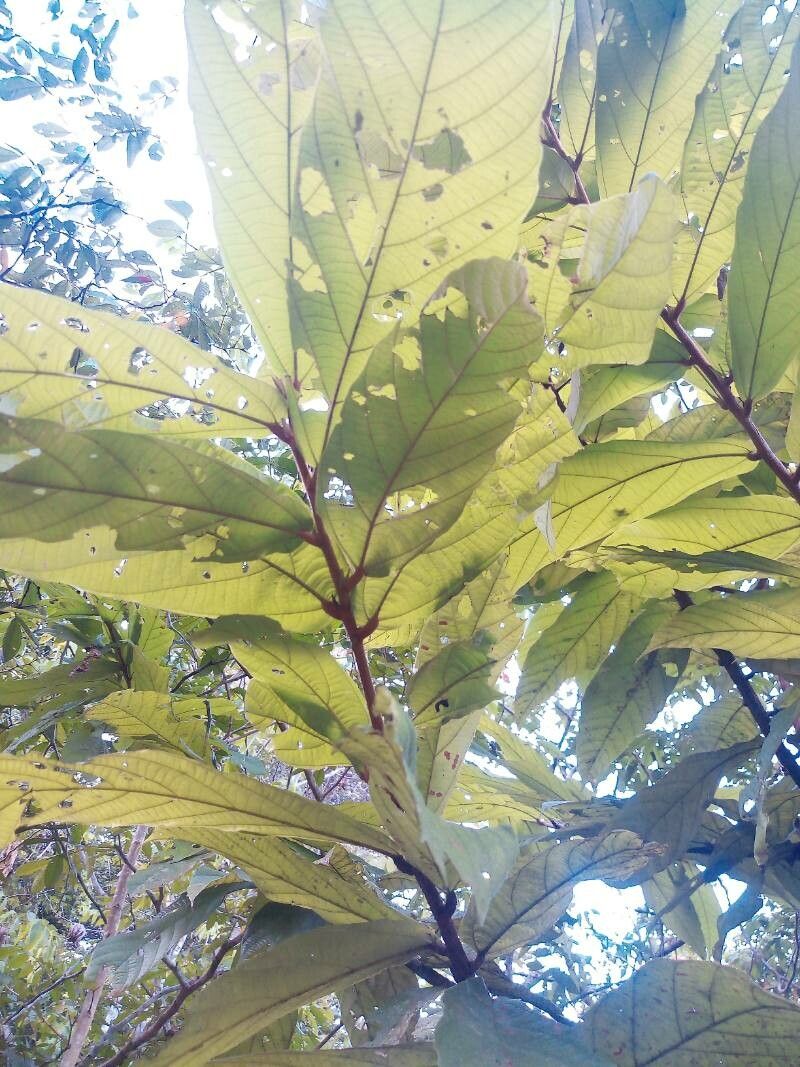 Theobroma speciosum leaf