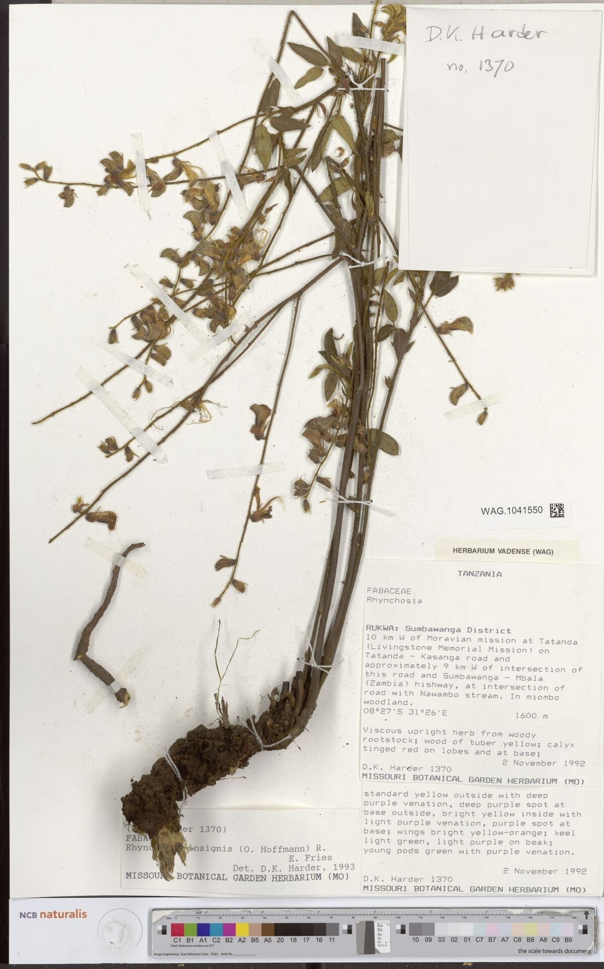 Rhynchosia insignis — houseplant care guide