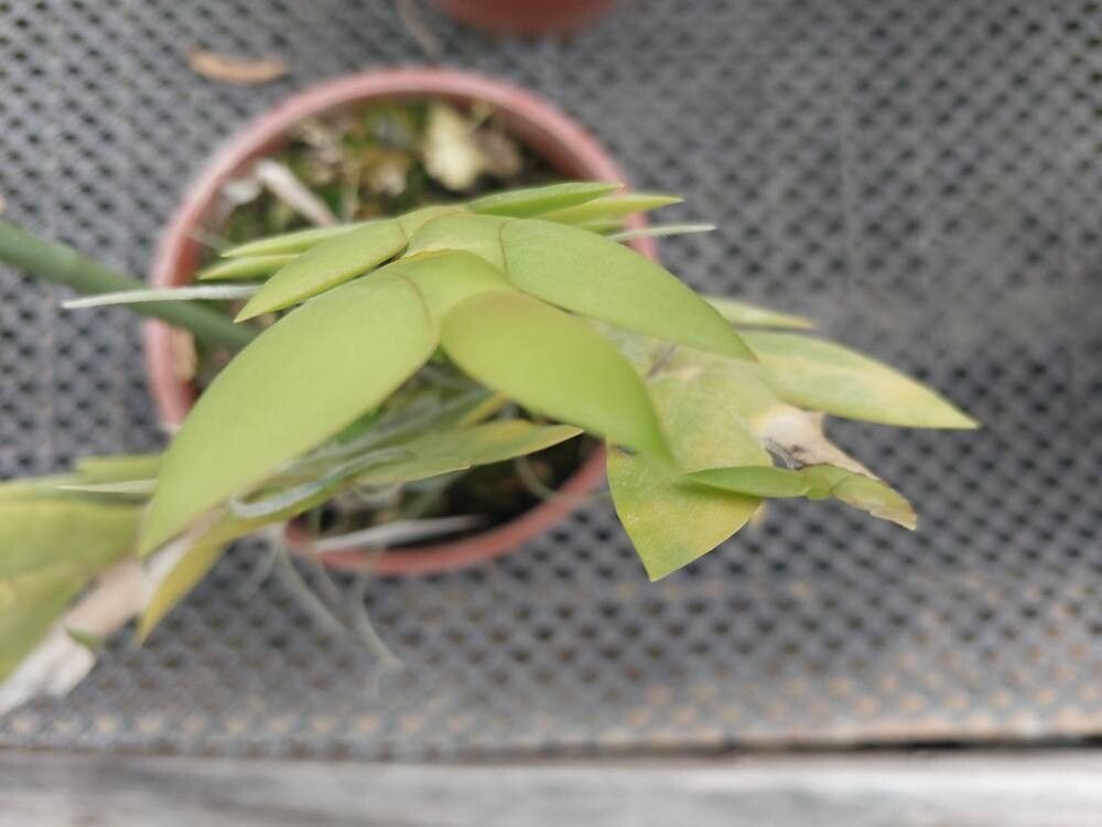 Dendrobium leonis leaf