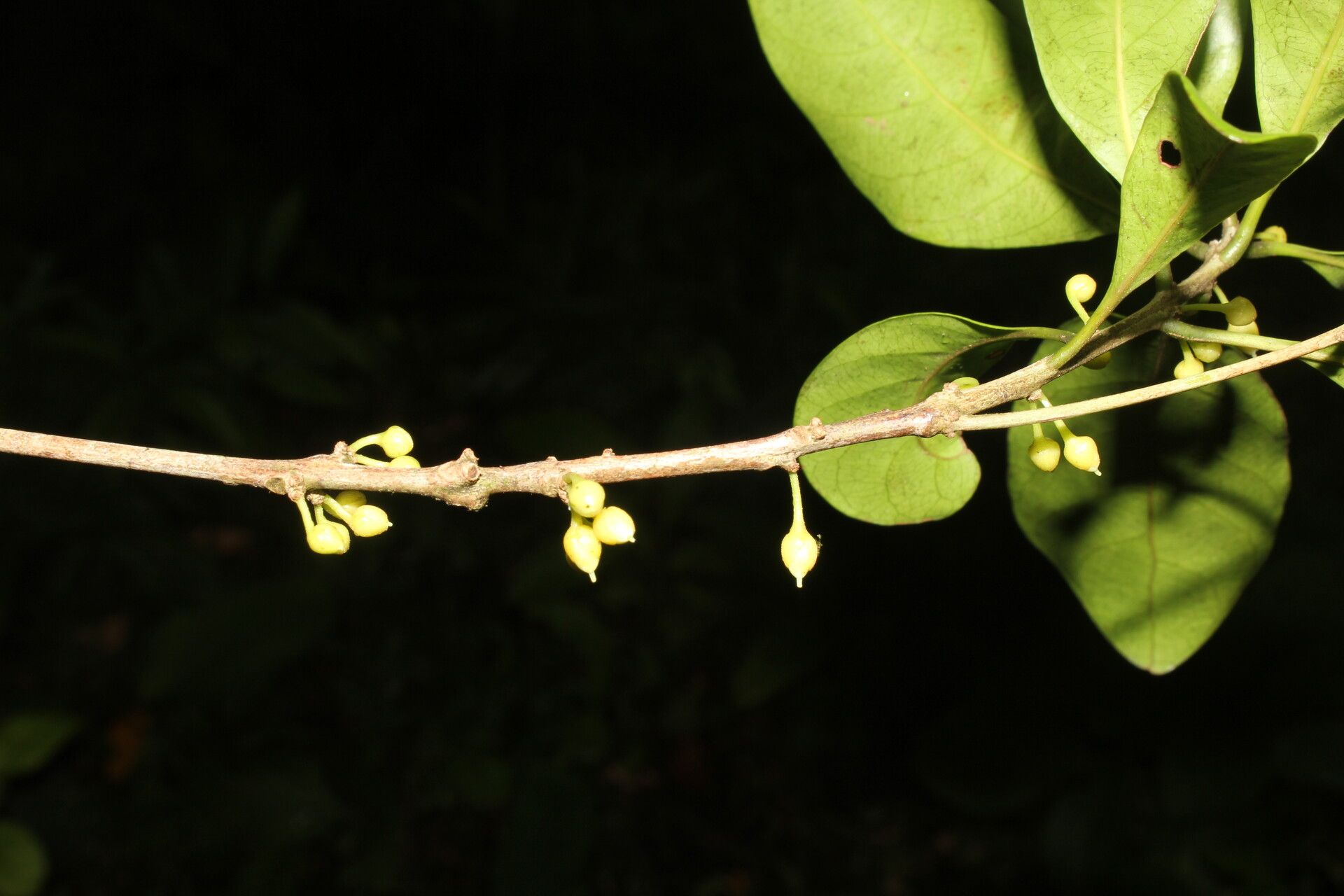 Pouteria juruana flower