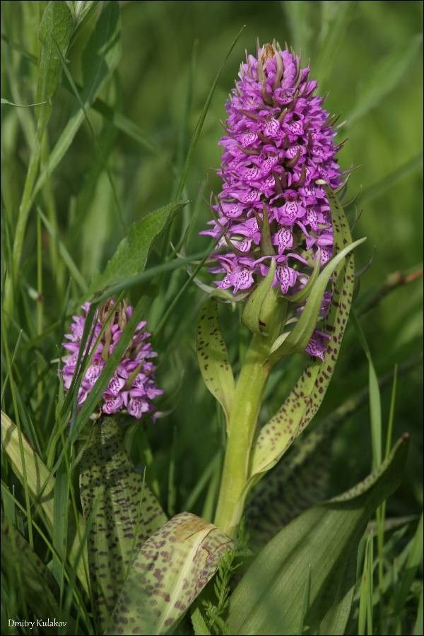 Dactylorhiza baltica — related species from the same genus