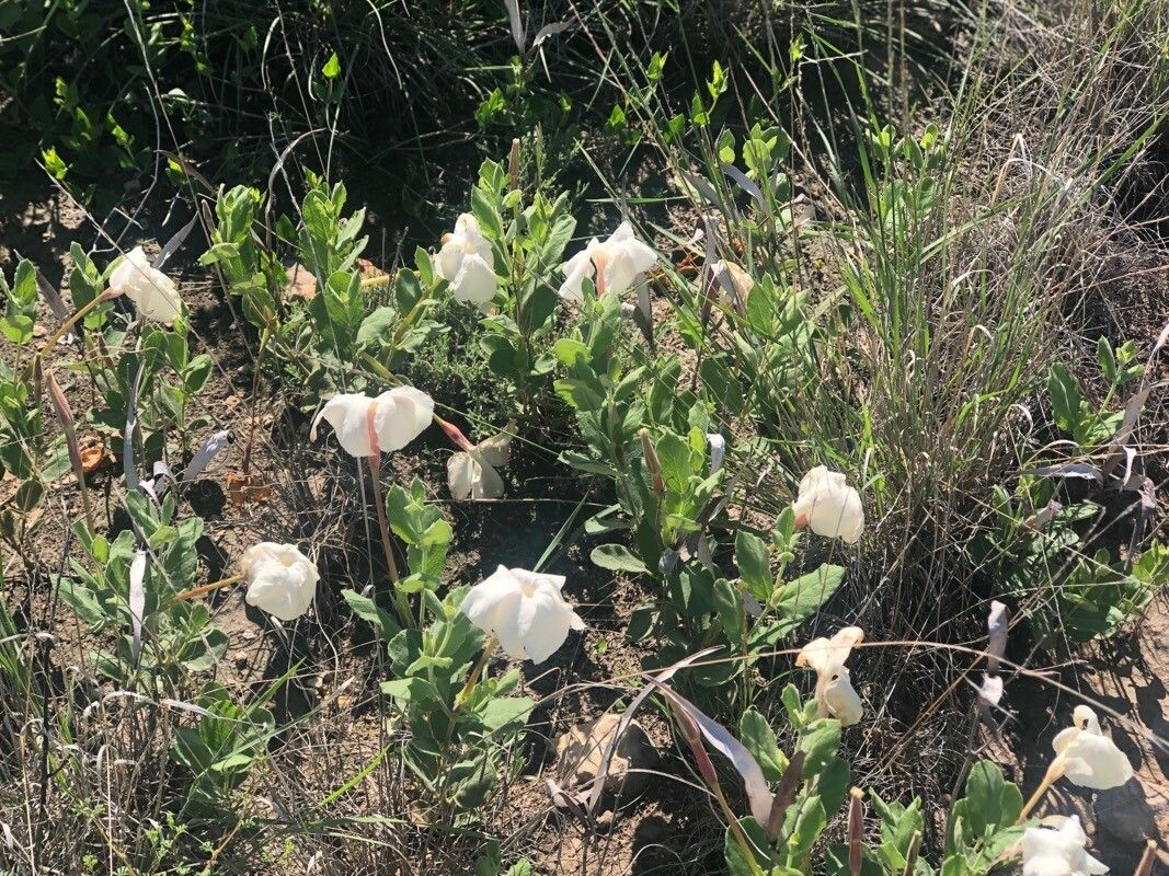 Mandevilla macrosiphon flower