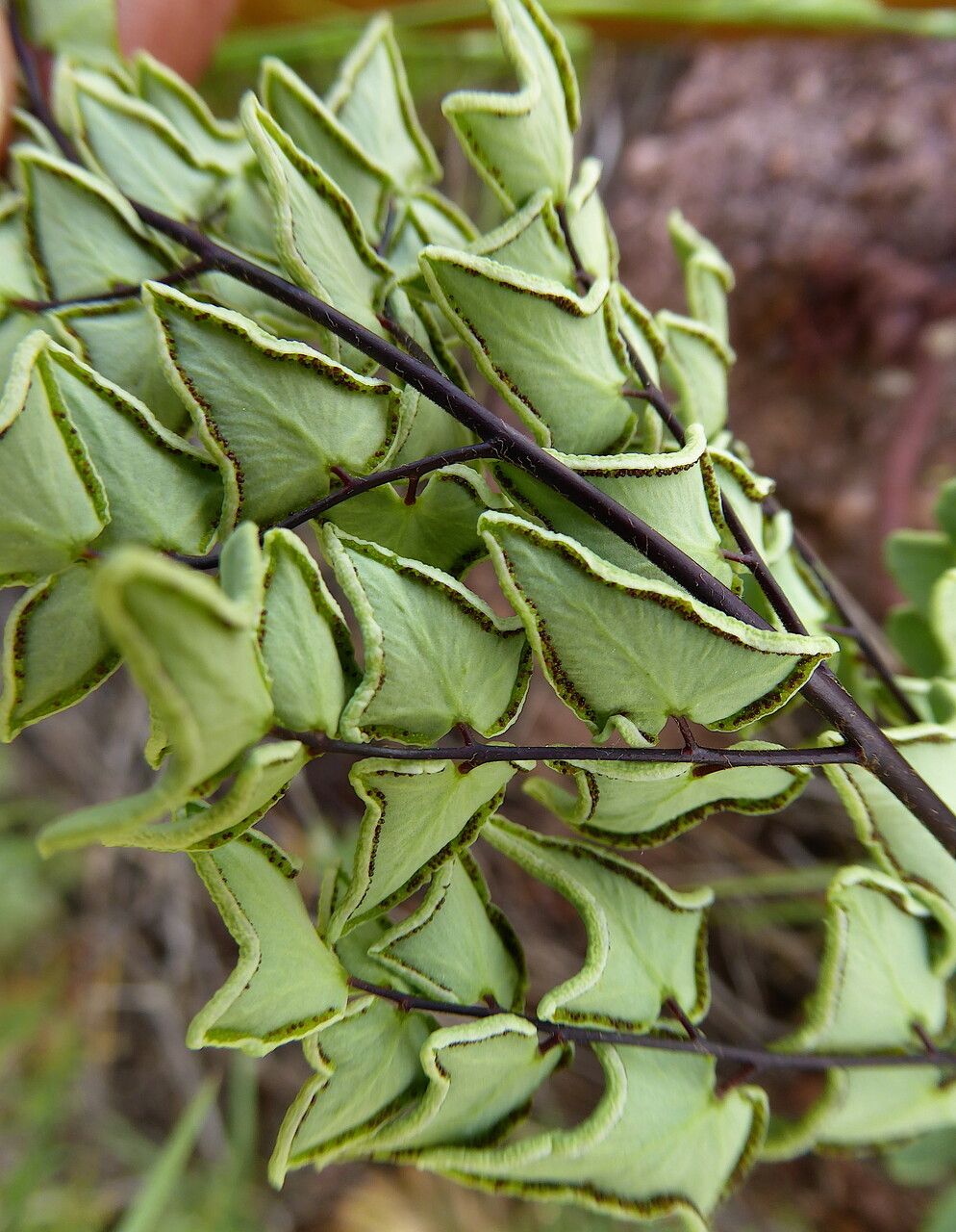 Pellaea calomelanos leaf