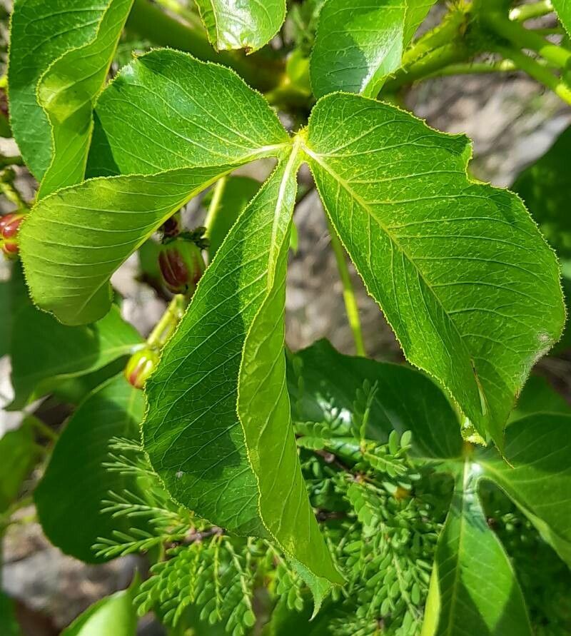 Jatropha excisa leaf