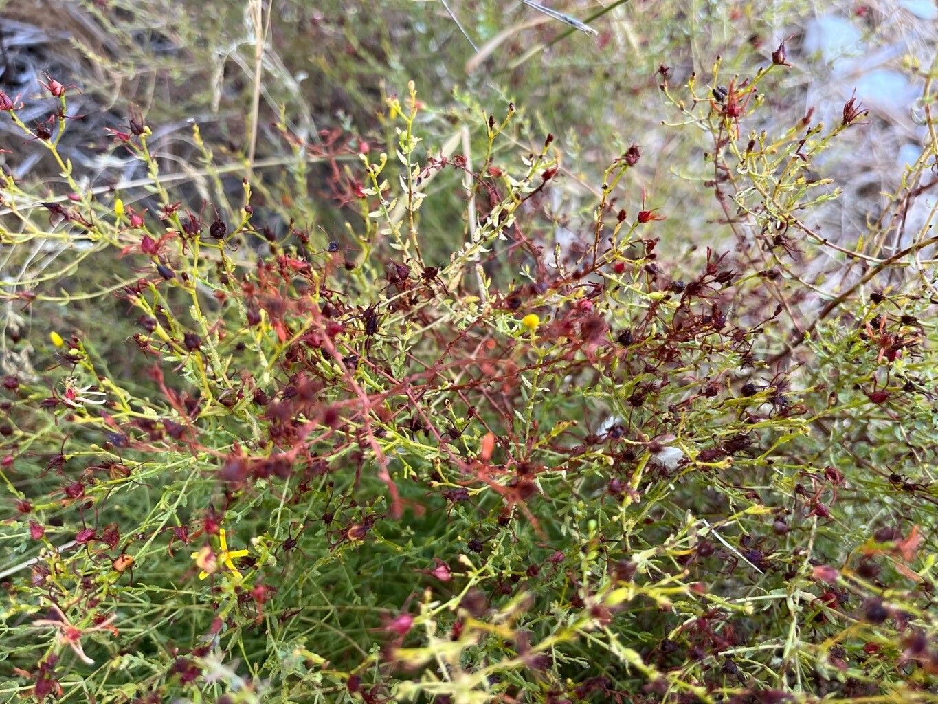 Hypericum triquetrifolium fruit