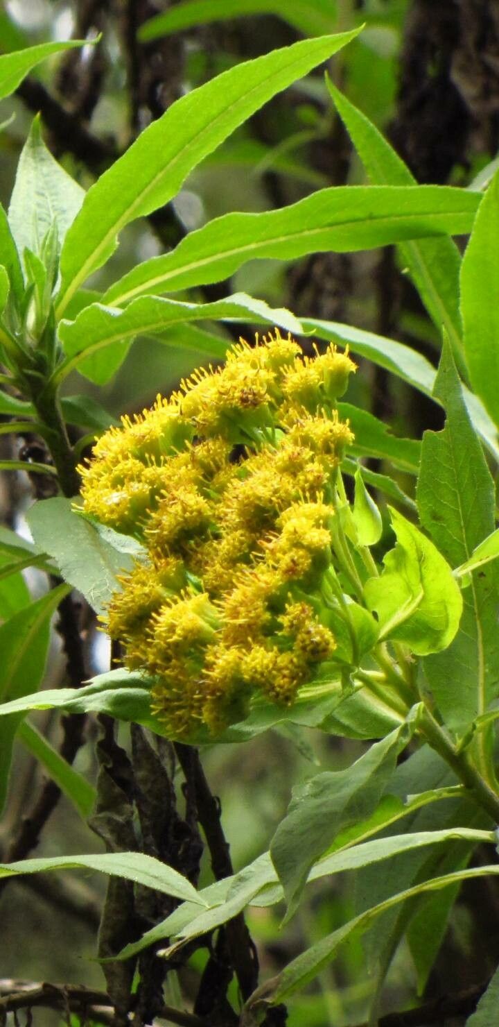 Psiadia punctulata flower