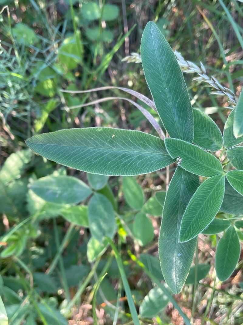 Trifolium sarosiense — houseplant care guide