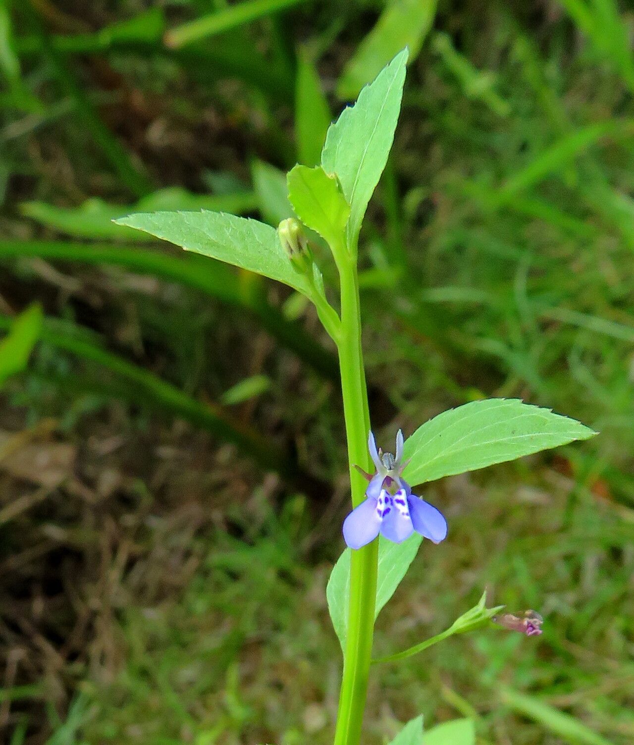 Lobelia flaccida habit