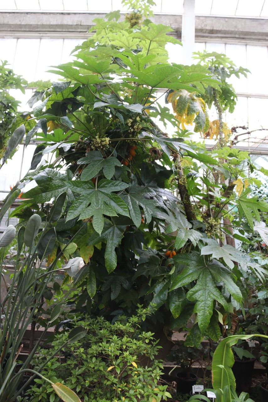 Vasconcellea pubescens — search result for 'Colombia'