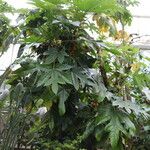 Vasconcellea pubescens